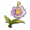海桑花